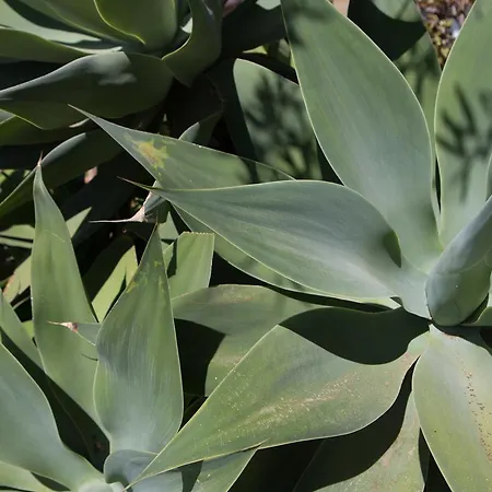 Residenza Terrazze Sul Mare Bed & Breakfast 3*